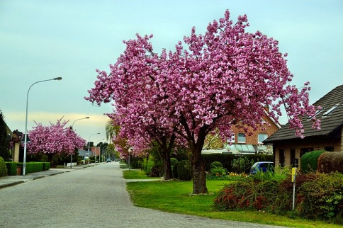 Cherry Tree Image source=Leobert from Pixabay