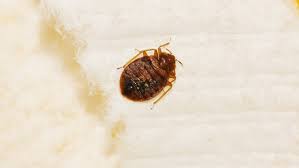 Bed Bug Treatment