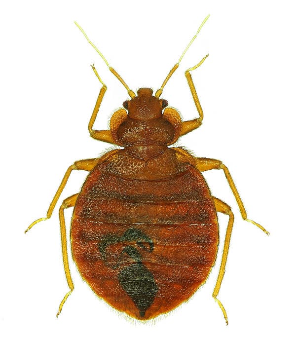 Bed Bug Treatments
