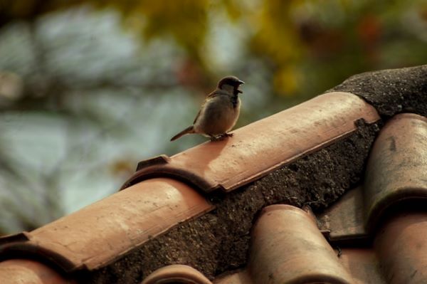 Bird standing on a roof 600 Unsplash