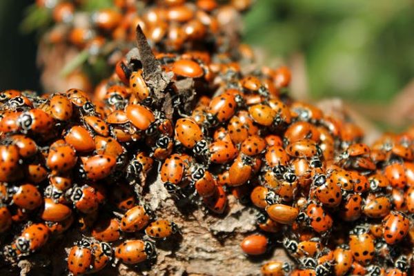 Cluster of lady bugs 600 Pexels