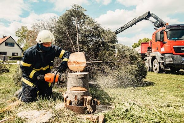 Cutting a tree 600 Pexels