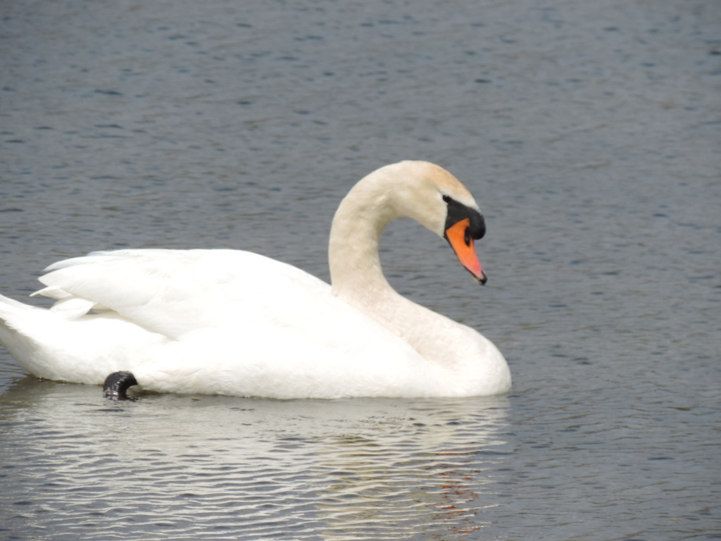 One Swan a swimming on Commerce Lake in Oakland County