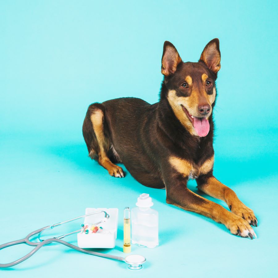 Dog with vet equipment Freepik