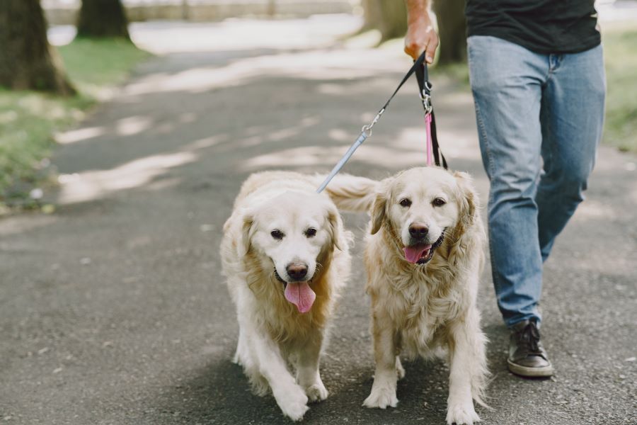 Dogs walking Freepik
