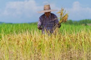Farmer