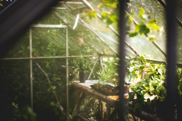 Green plant Unsplash