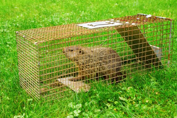 Groundhog in a trap 600 123RF