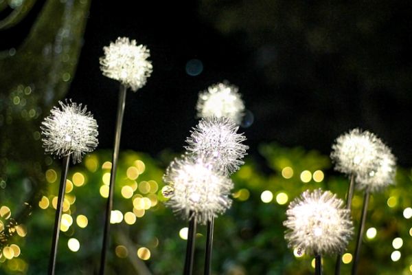 Group of white flowers 600 Unsplash