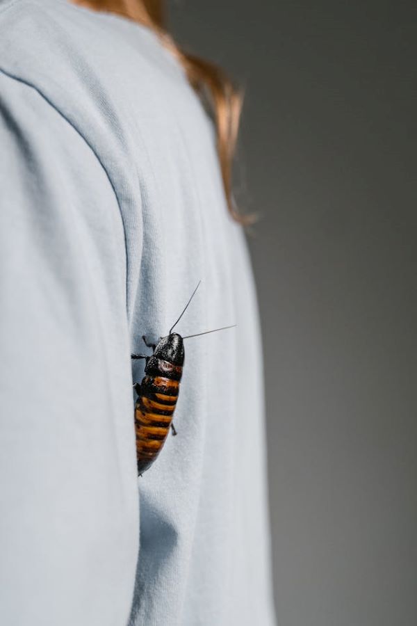 Hissing Madagascar cockroach 600 Pexels