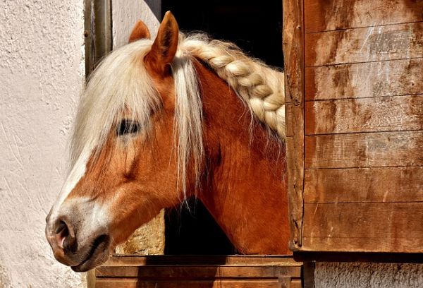 Horse in a stable 600 Pixabay