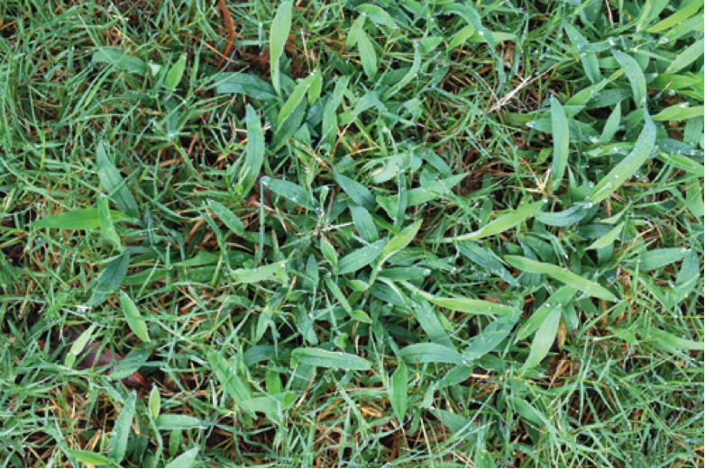 HowToControlSummerCrabgrass