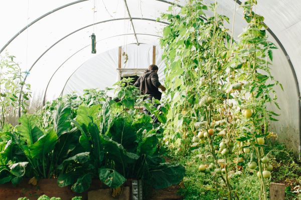 Man in greenhouse 600 Pexels