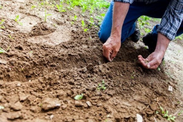 Man planting 600 Pexels