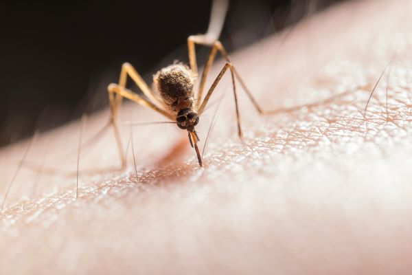 Mosquito bite 600 Pexels