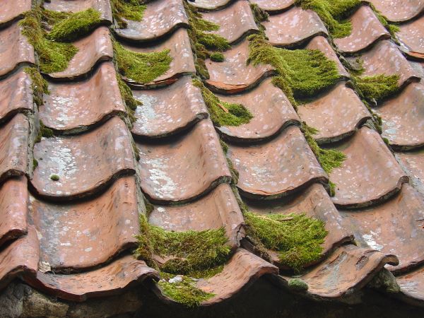 Moss on roof unsplash