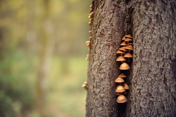 Mushrooms on tree trunk 600 Pexels