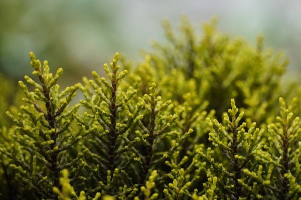 Nature shrub Pixabay