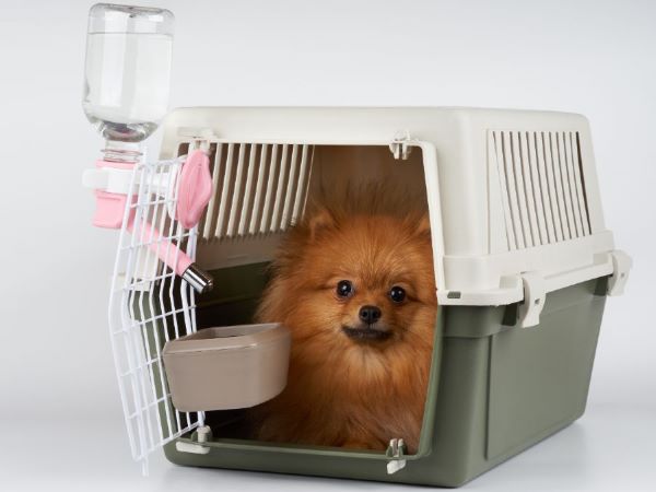 Pet Travel 600 Canva