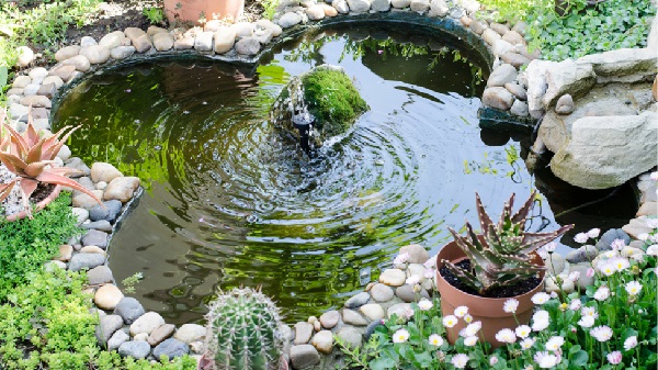 Pond 600 Canva Premium
