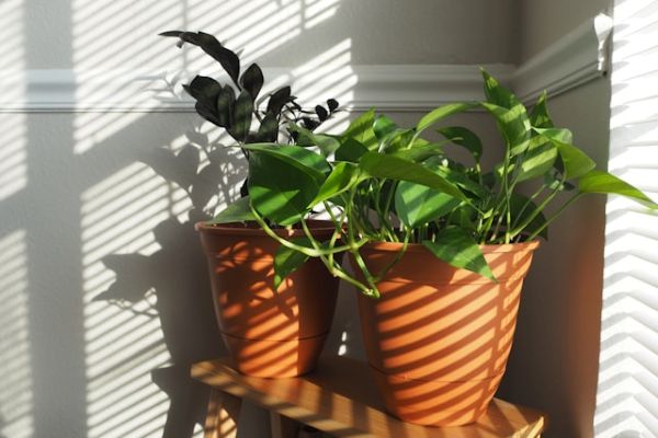 Potted plants on a shelf 600 Unsplash