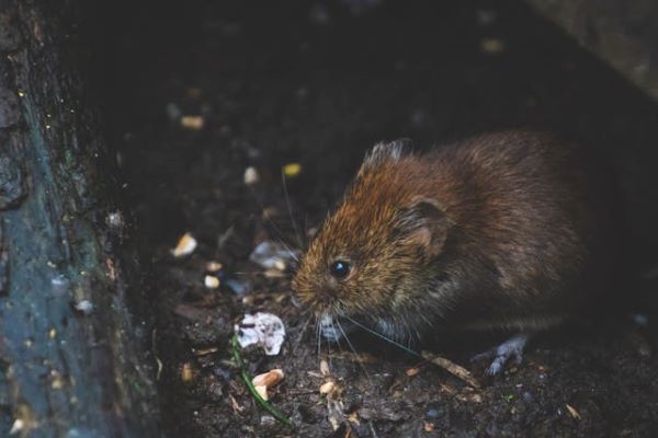 Tan rat 600 Pexels