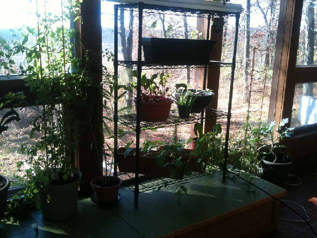 Tips Tricks for a Beautiful Window Garden