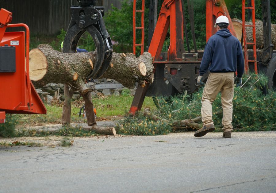 Tree service2 No BS Adobe