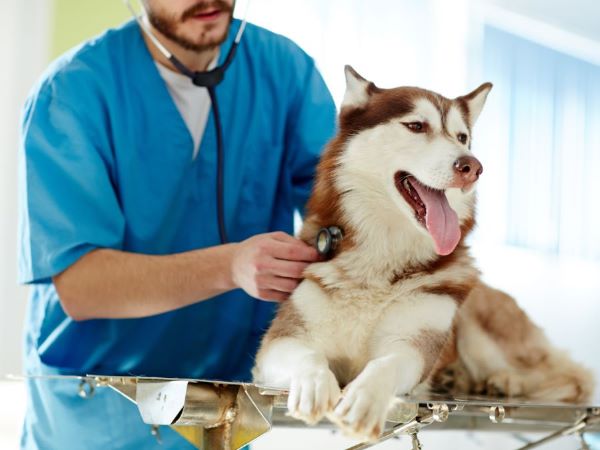 Visit the Vet 600 Canva