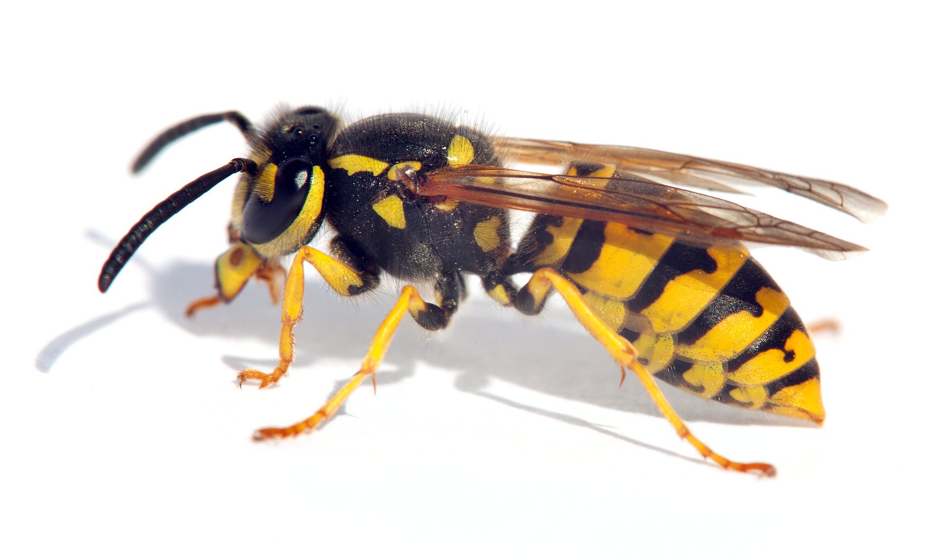 Wasps