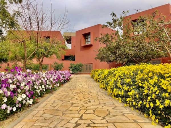 Yellow and pink flowers in garden 600 Unsplash