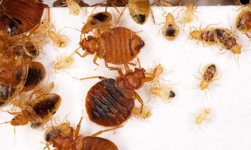 bedbugsinfestation
