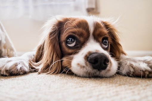 dog 2785074 340