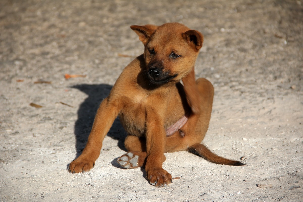 dog flea scratch young 554985.jpgd
