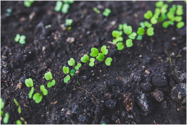 growing plants