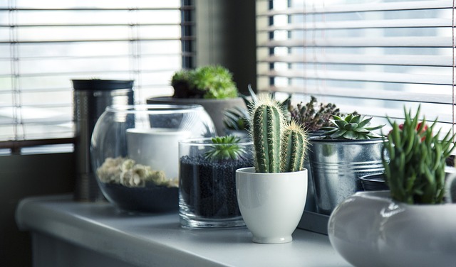 growing plants in home