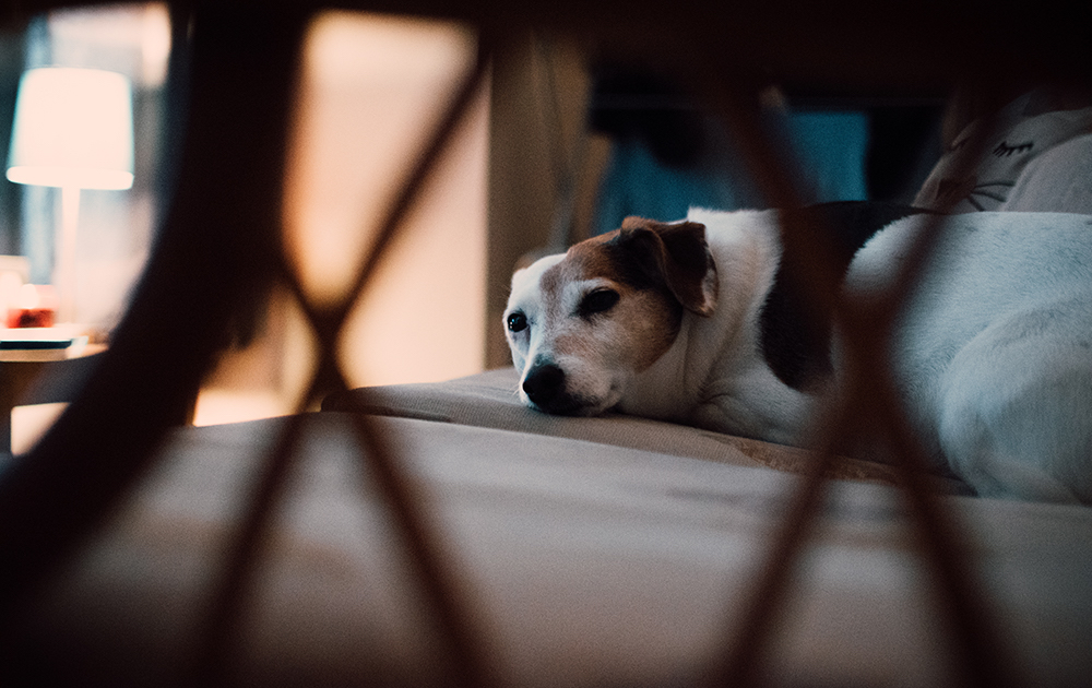 pets home