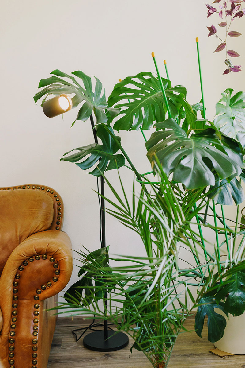 plants pexels photo 4740591