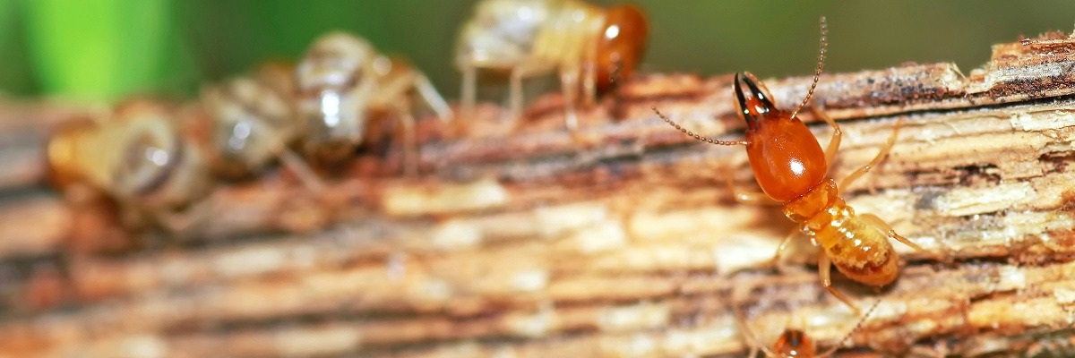 termite control
