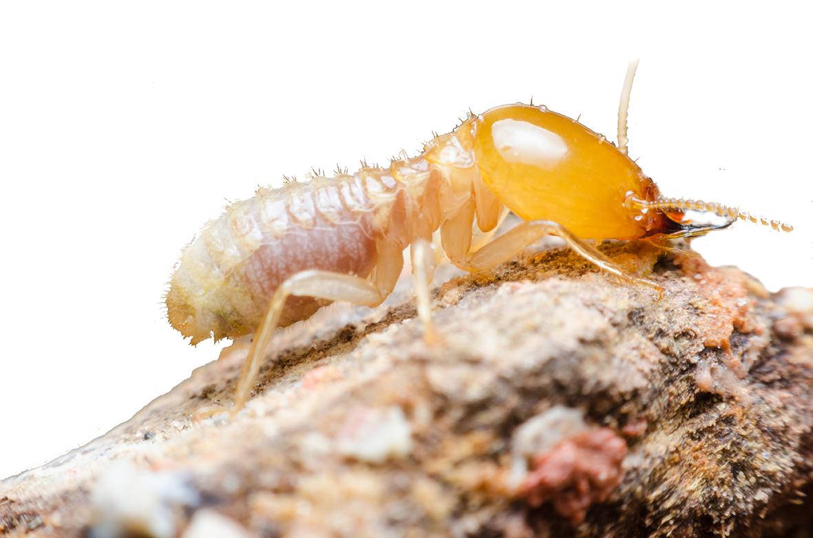 termites