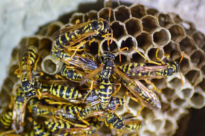 wasp