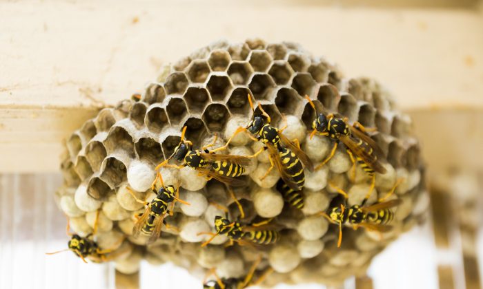 wasps nest