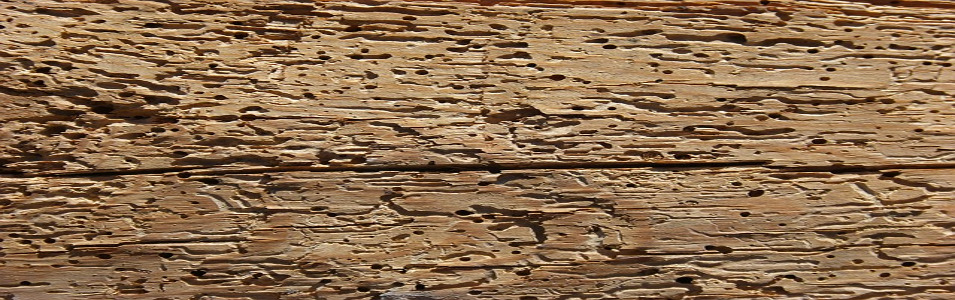 wood tunneling