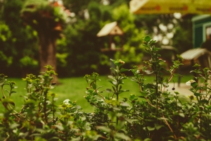 Low Maintenance Backyard Ideas