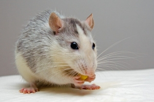 Rats in Attic at Night