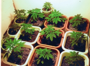 Implications of marijuana legalization on the real estate industry