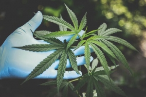 Can Landlords Still Prohibit Cannabis Use if it’s Legal?