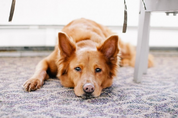 Carpet Cleaning Hacks
