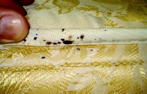 How to Get Rid of Bed Bugs Naturally
