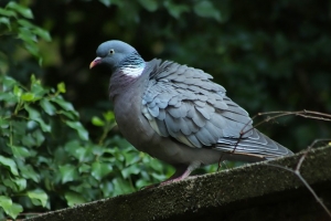 How to Keep Pigeons Away from My Balcony
